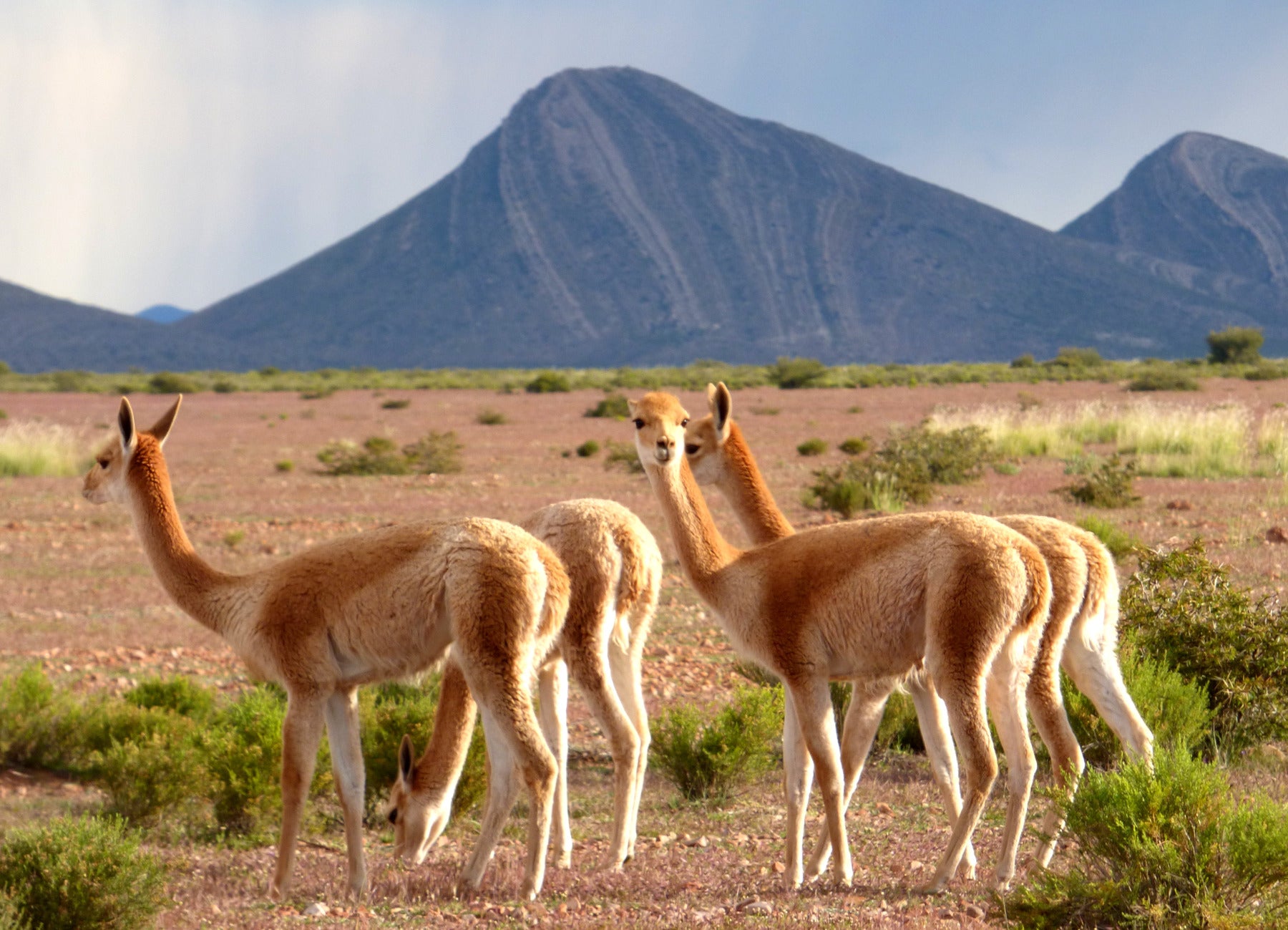 A group of vicuñas in warm light, with mountains in the background.